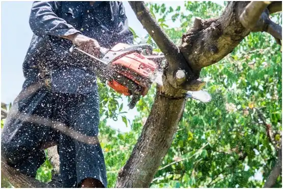 tree services Saginaw